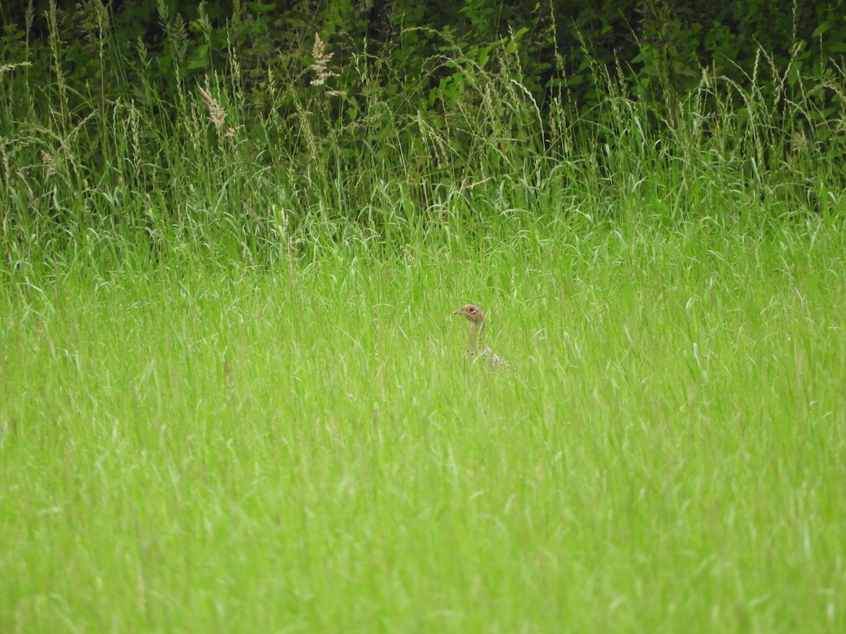 Ring-necked Pheasant - ML620820532