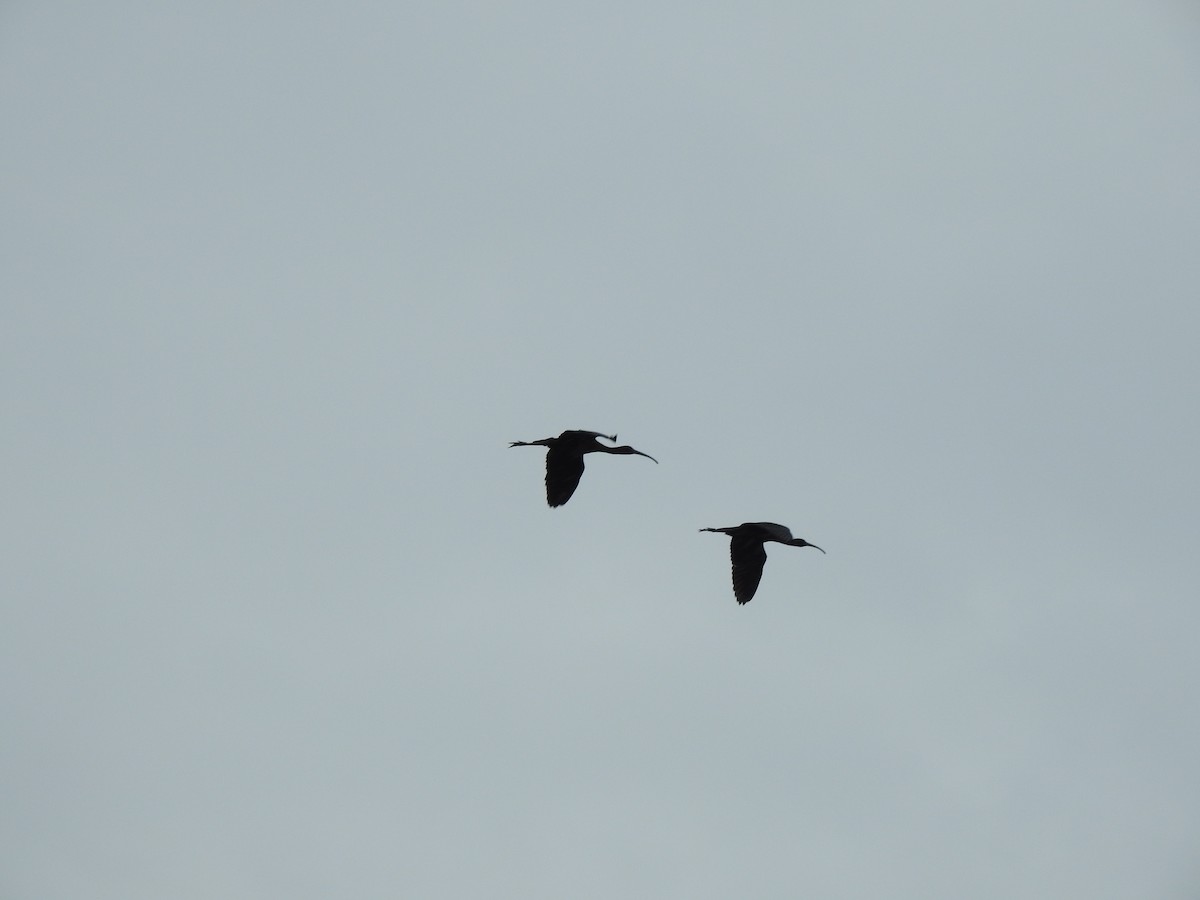 Glossy Ibis - Jacques Bélanger