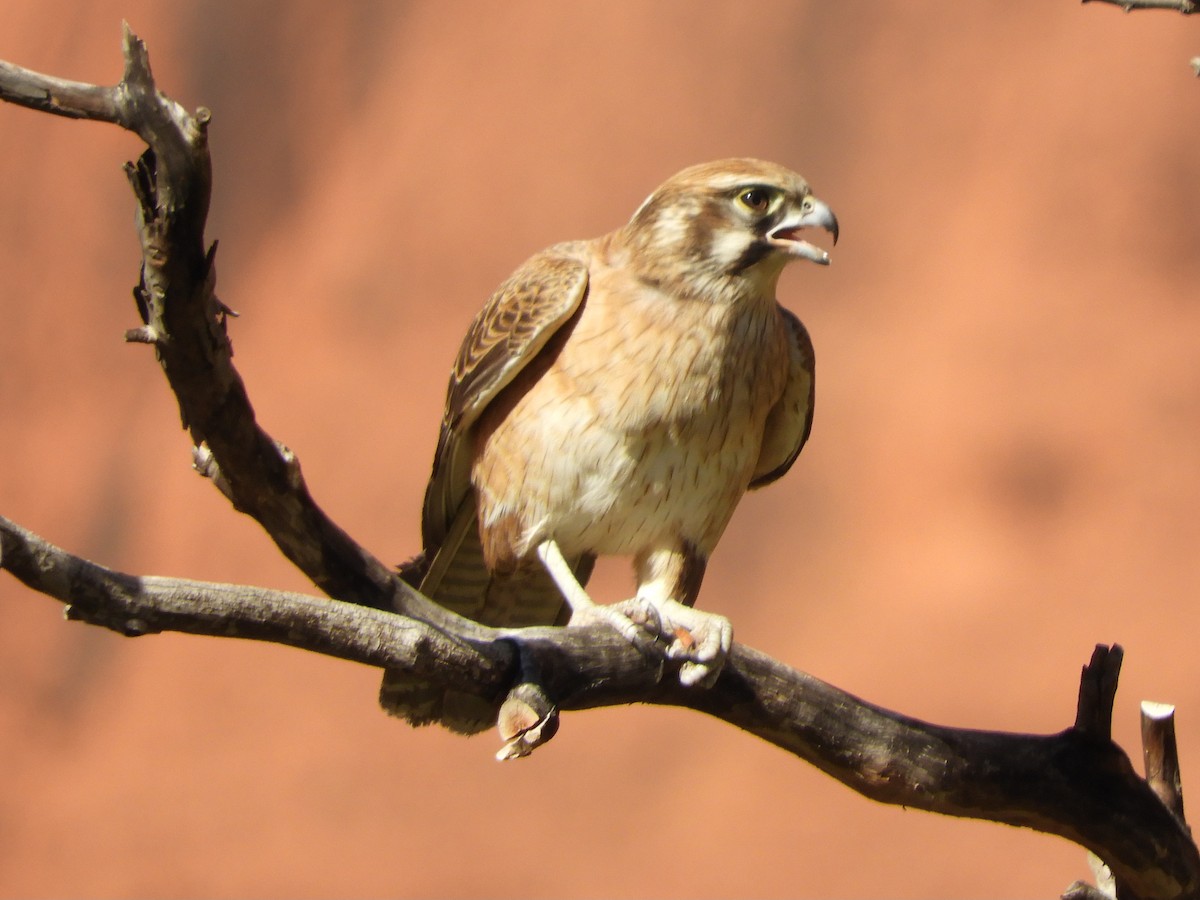 Brown Falcon - ML620820534