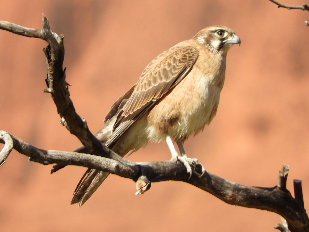 Brown Falcon - Natalee Bozzi