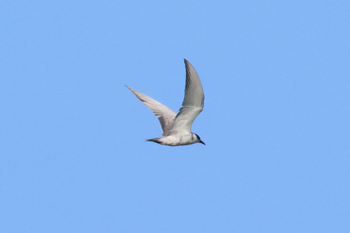 Whiskered Tern - ML620820536