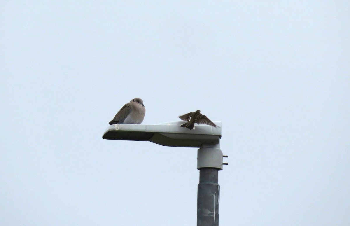 Eurasian Collared-Dove - ML620820538