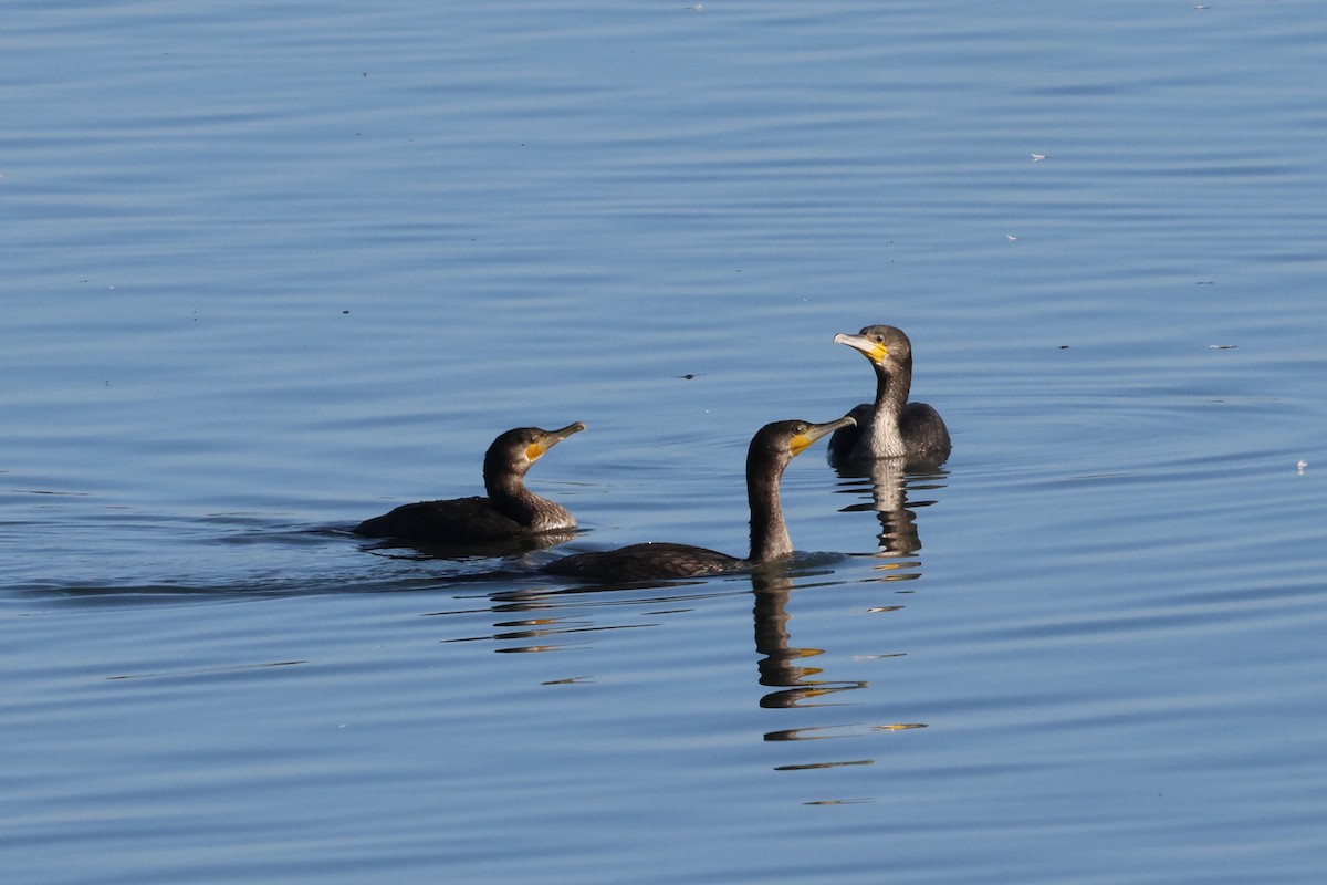 Great Cormorant - ML620820543