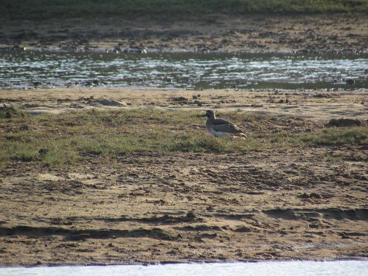 Great Thick-knee - ML620820544