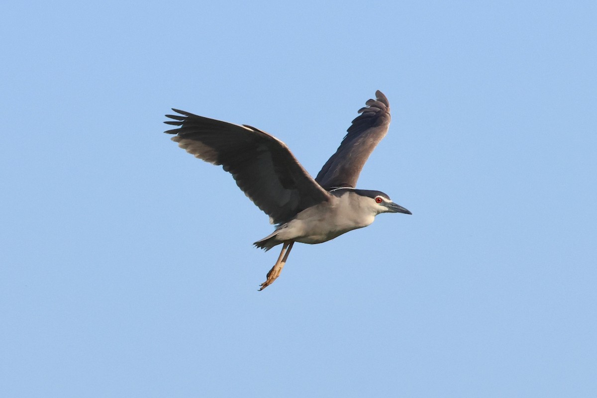 Black-crowned Night Heron - ML620820554
