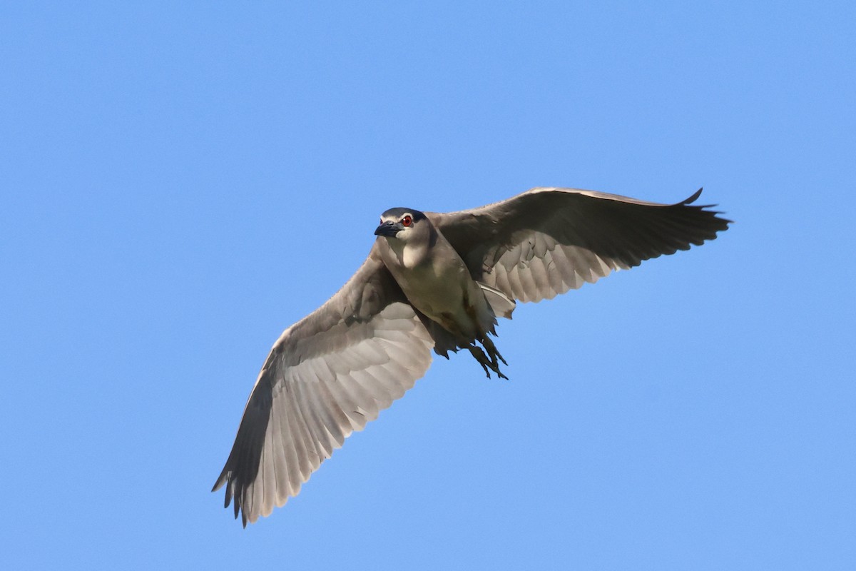 Black-crowned Night Heron - Christian Goenner