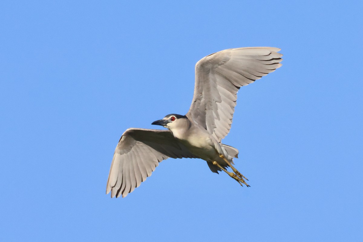 Black-crowned Night Heron - ML620820559