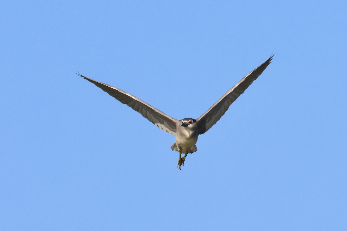 Black-crowned Night Heron - ML620820560