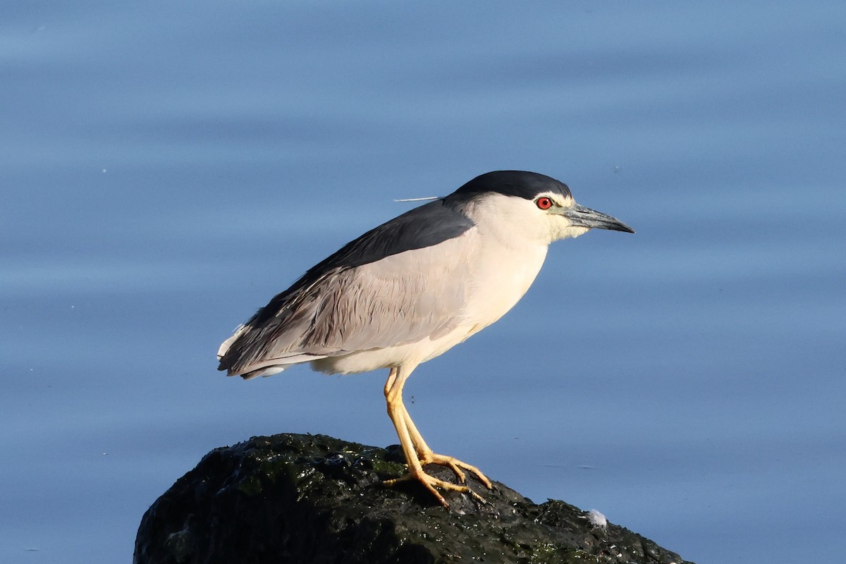 Black-crowned Night Heron - ML620820561