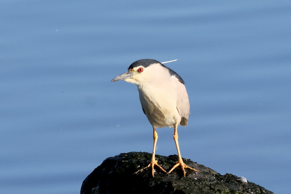 Black-crowned Night Heron - ML620820562