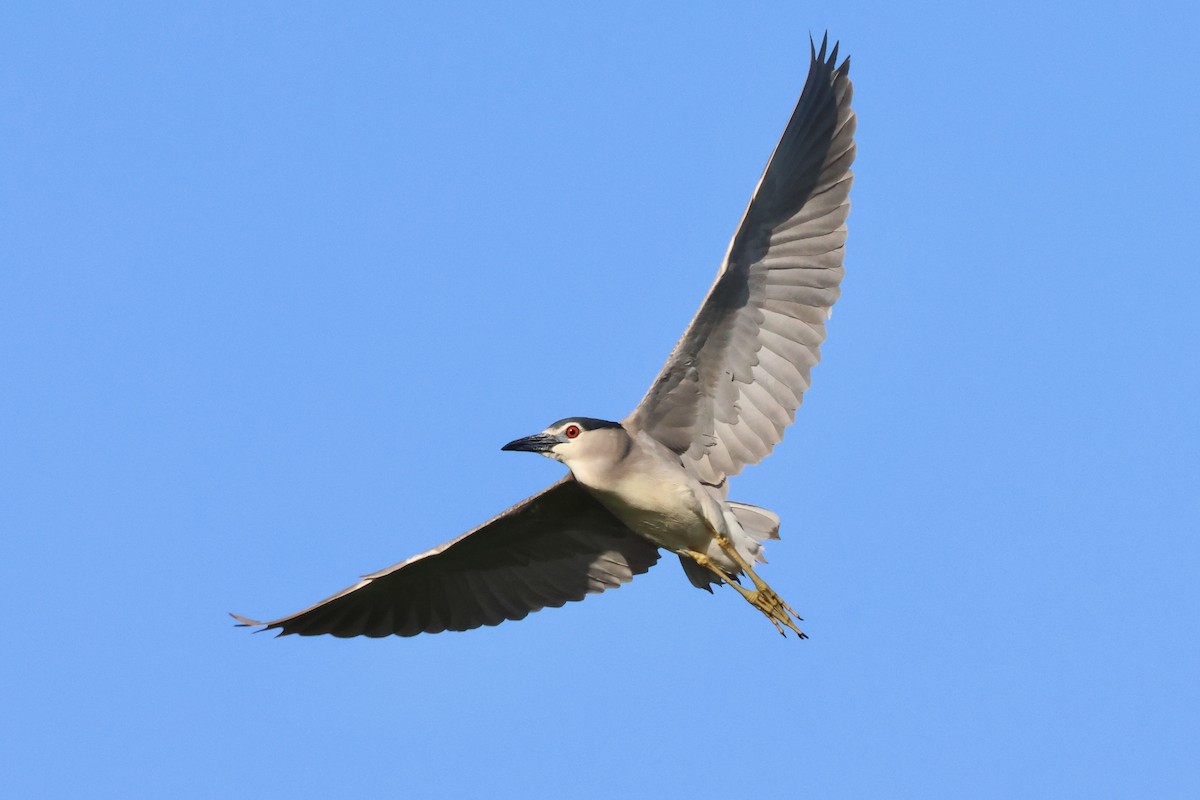 Black-crowned Night Heron - ML620820563