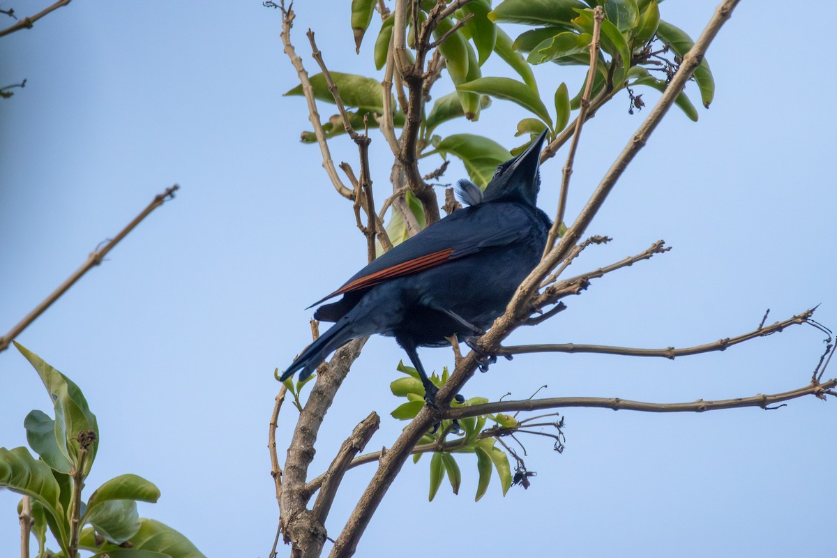 Red-winged Starling - ML620820569