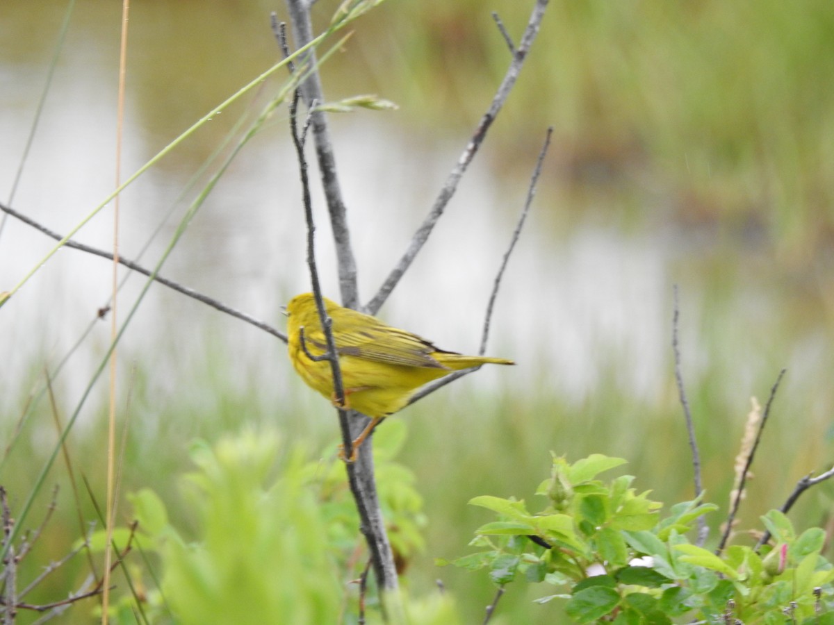 Yellow Warbler - ML620820572