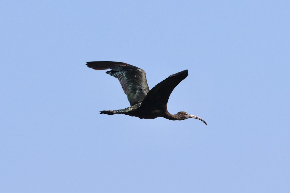 Glossy Ibis - Christian Goenner