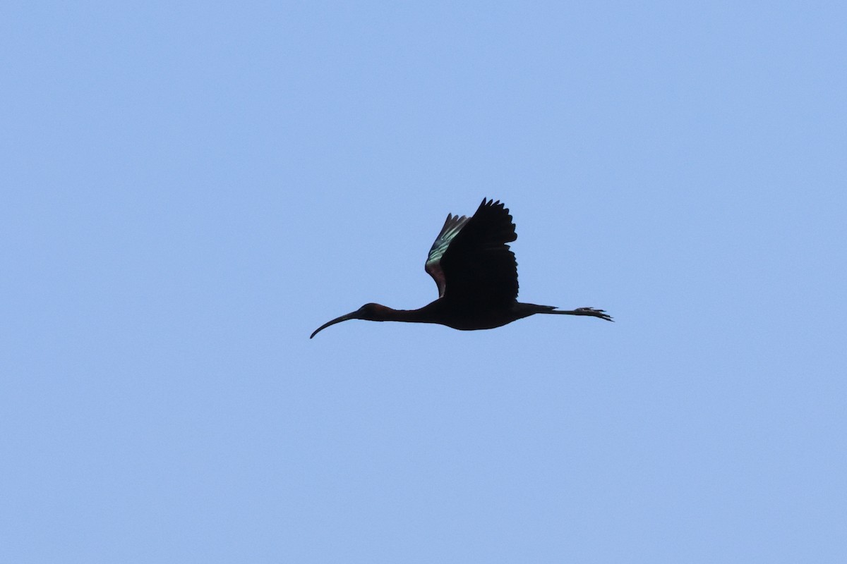 ibis hnědý - ML620820574