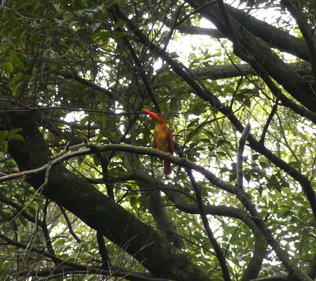 Ruddy Kingfisher - ML620820577