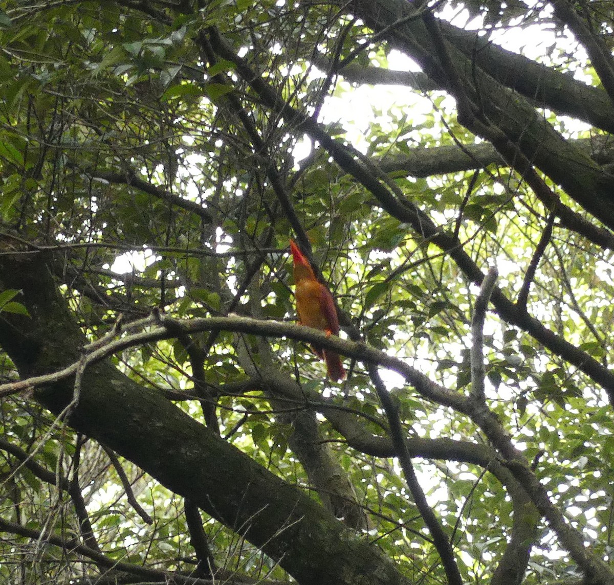 Ruddy Kingfisher - ML620820579