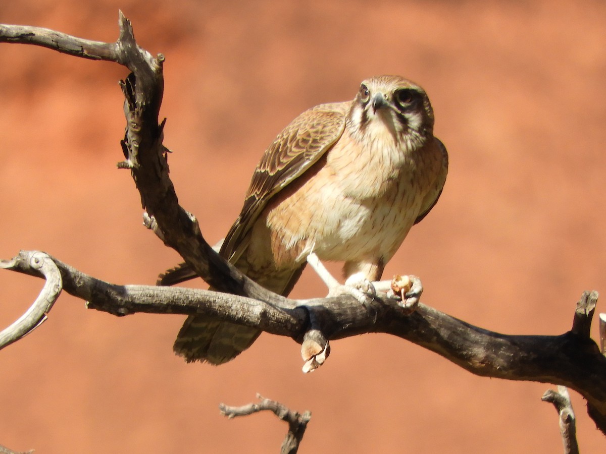 Brown Falcon - ML620820581