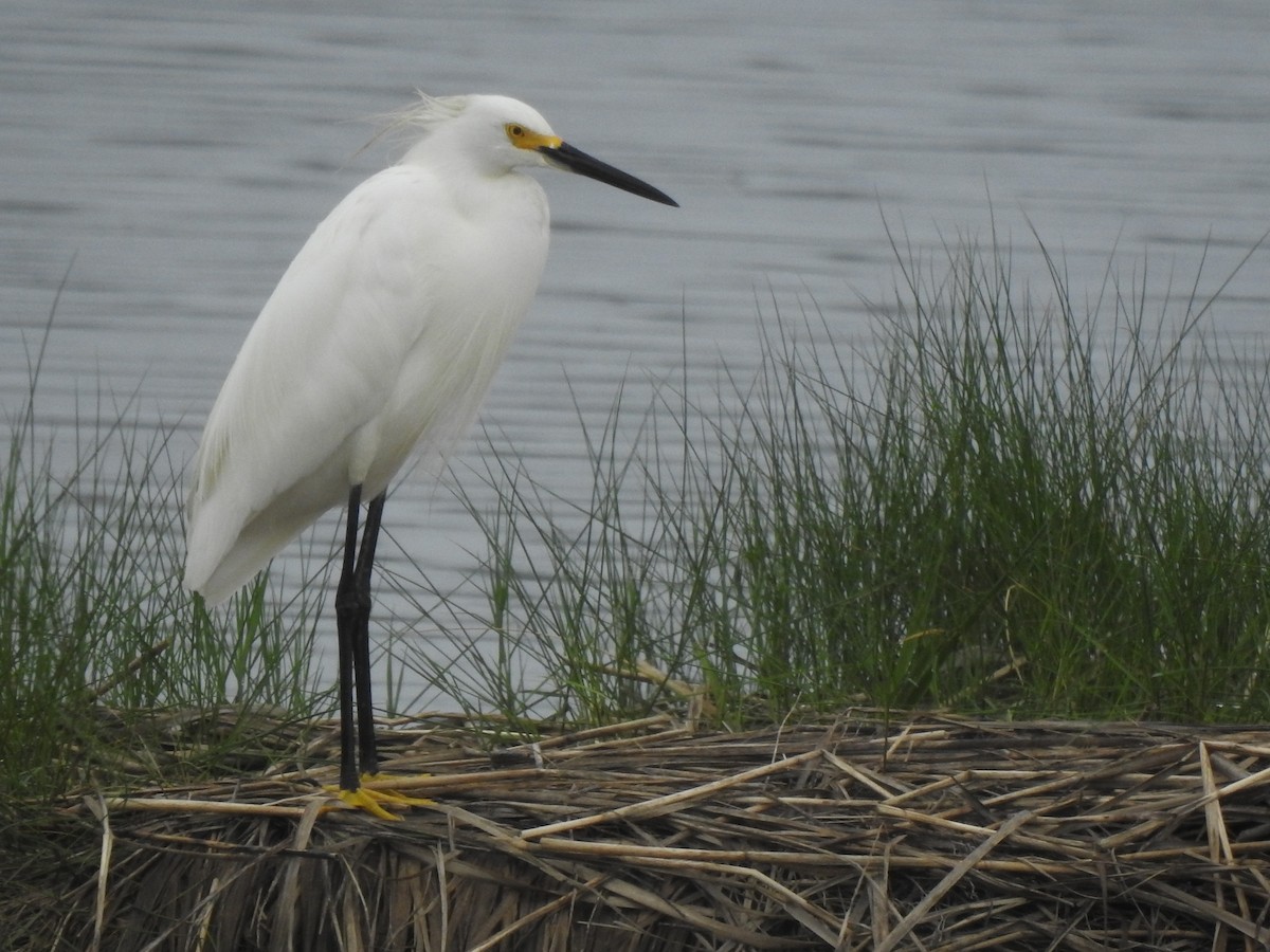 Snowy Egret - ML620820582