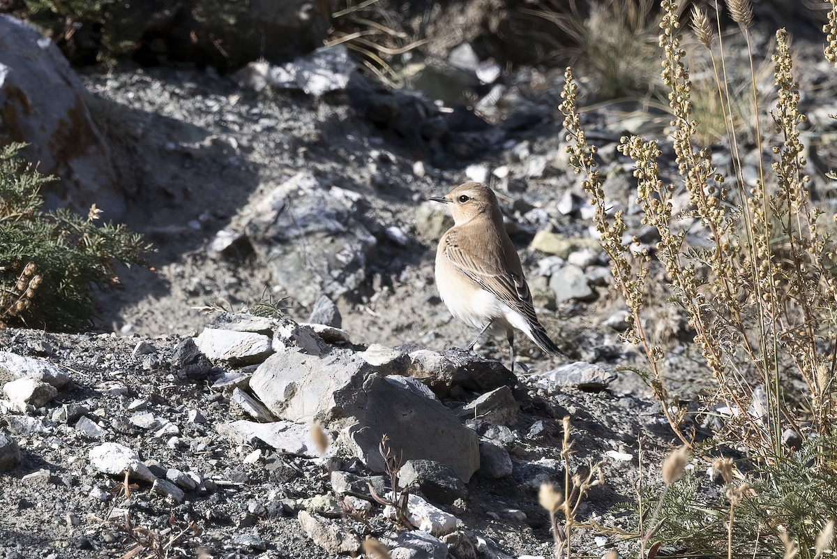 Northern Wheatear - ML620820583