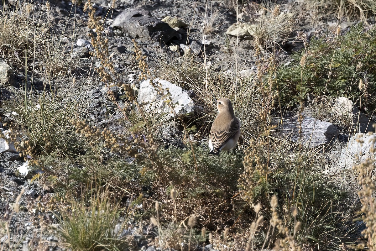 Northern Wheatear - ML620820584