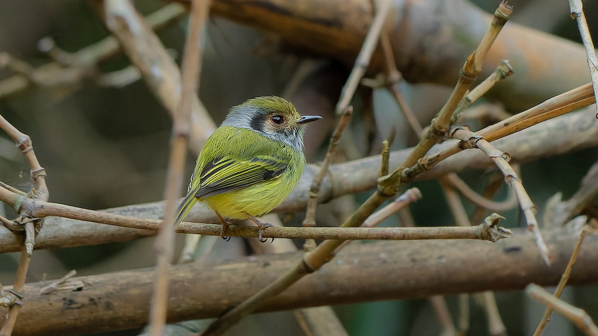 Eared Pygmy-Tyrant - ML620820585