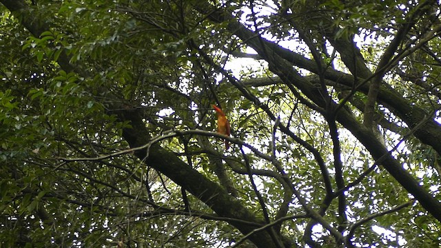 Ruddy Kingfisher - ML620820587