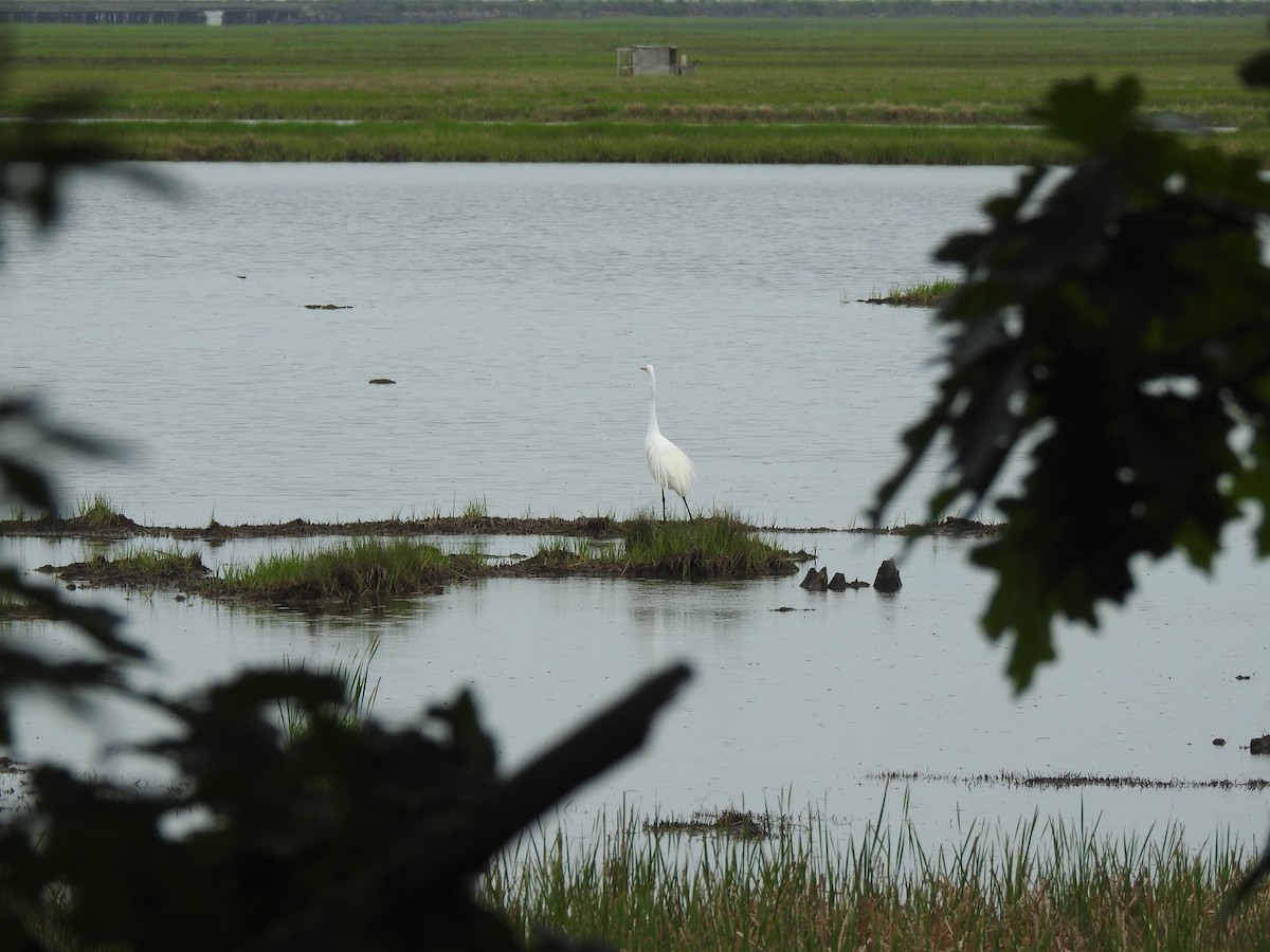 Great Egret - ML620820589