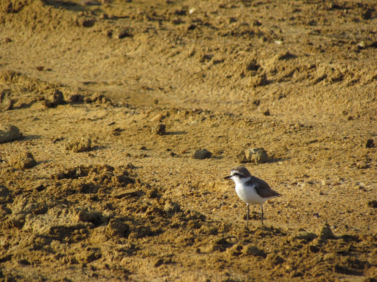 Kentish Plover - ML620820591