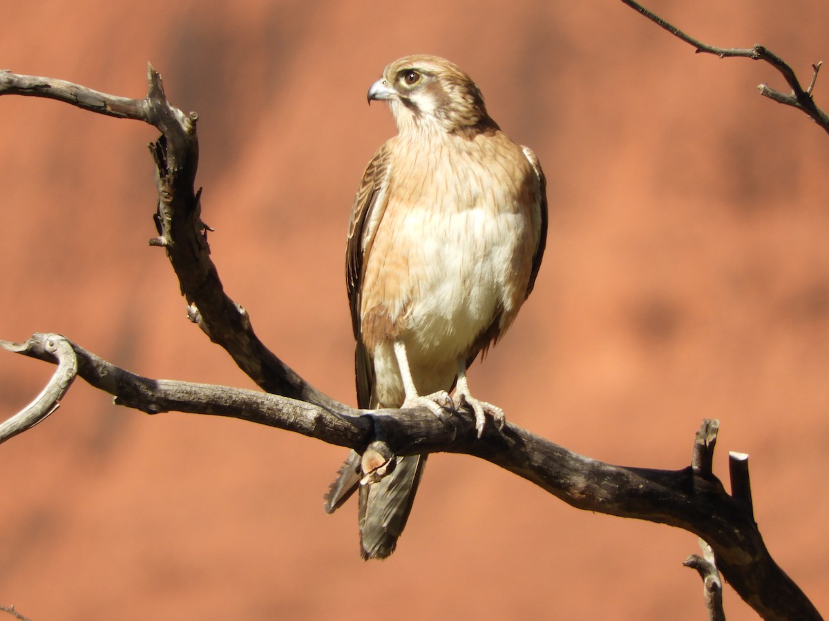 Brown Falcon - Natalee Bozzi