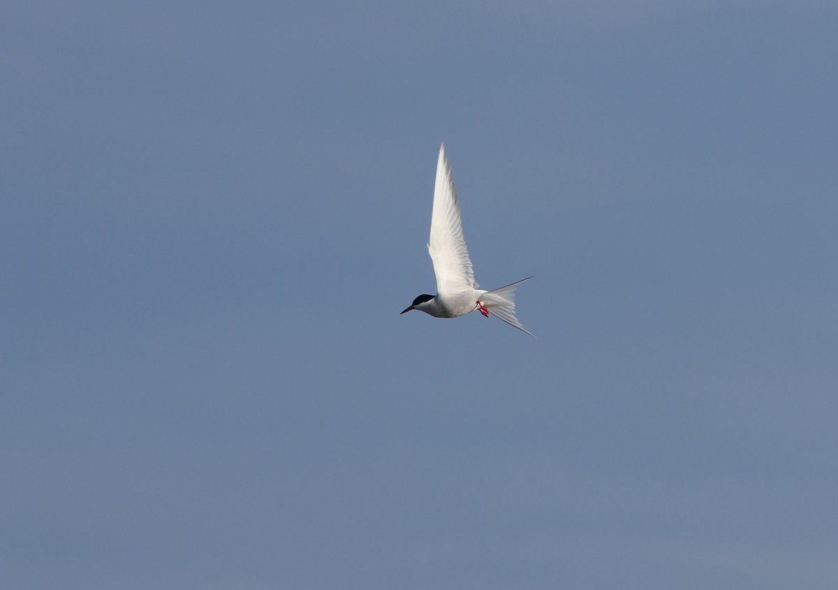 Arctic Tern - ML620820594