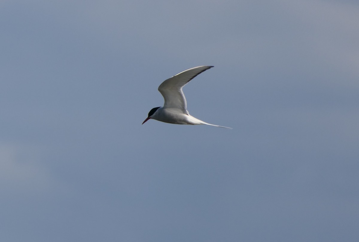 Arctic Tern - ML620820595