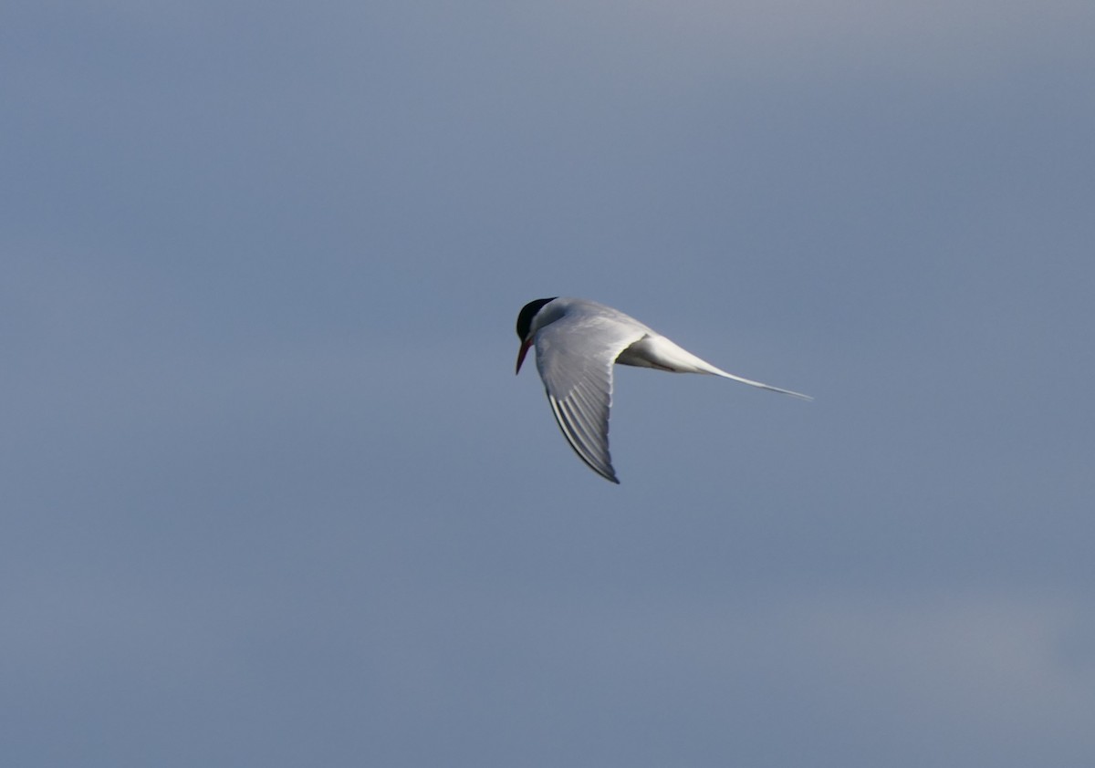 Arctic Tern - ML620820596