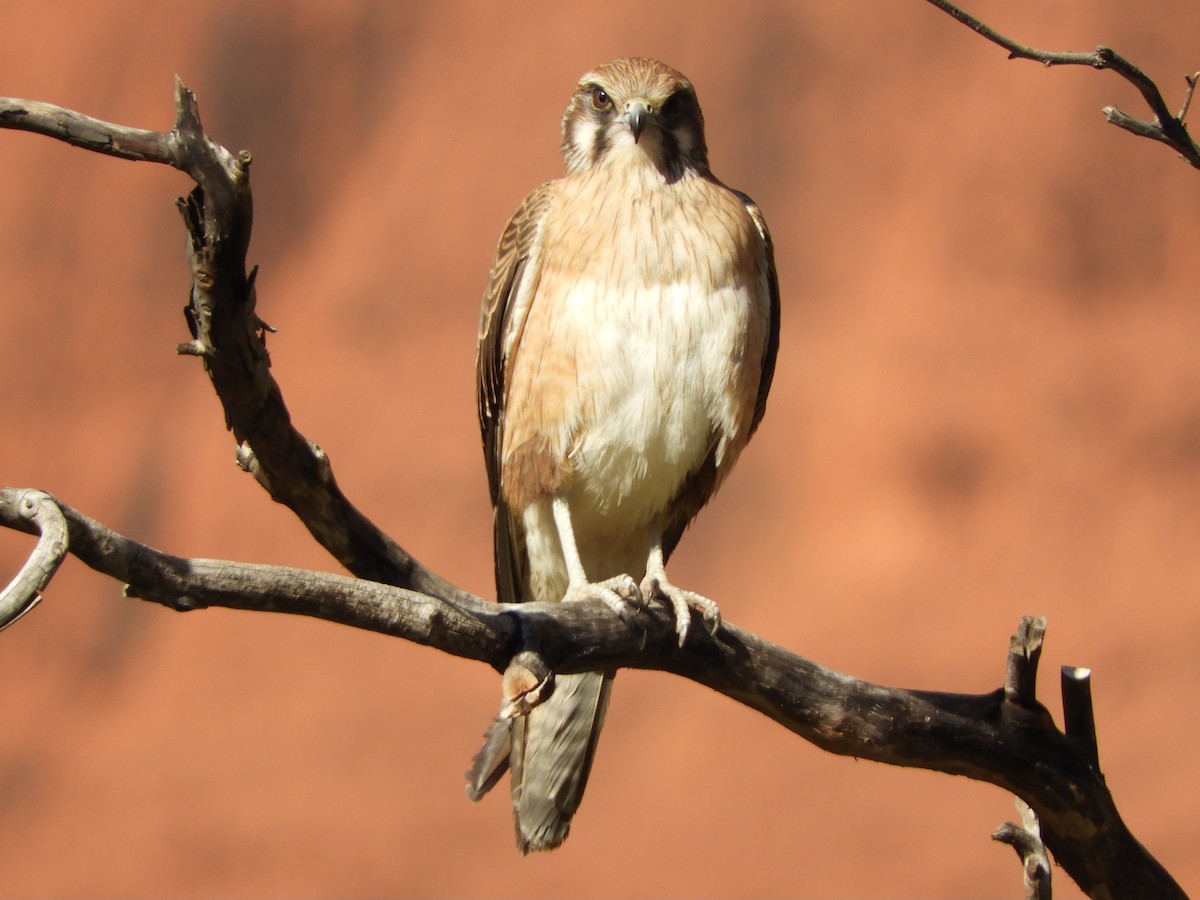 Brown Falcon - ML620820599