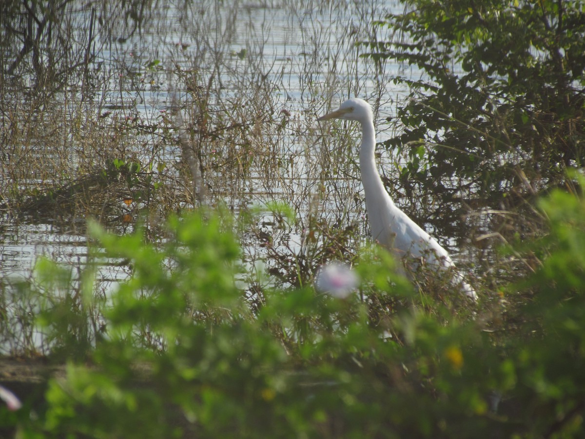 Medium Egret - Thomas Bitsch