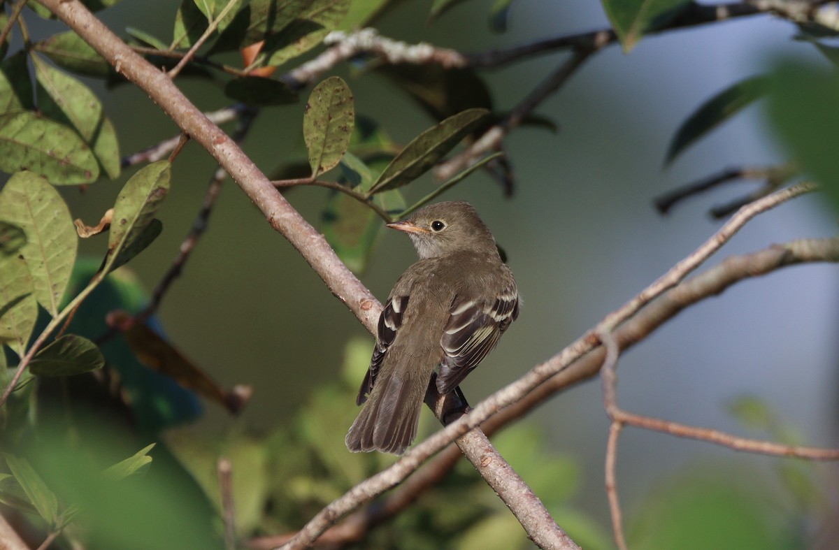 White-crested Elaenia - Afonso Carlos  Oliveira