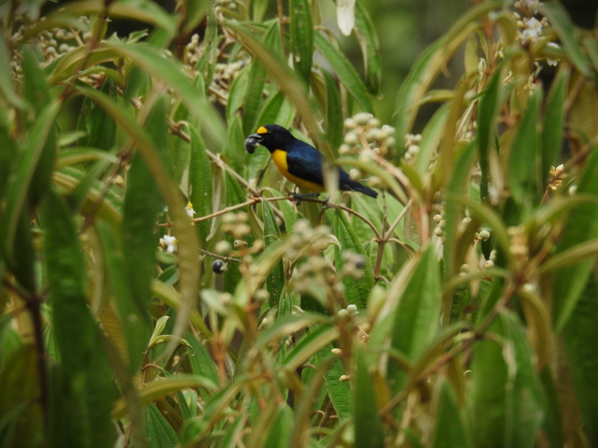 White-vented Euphonia - ML620820602