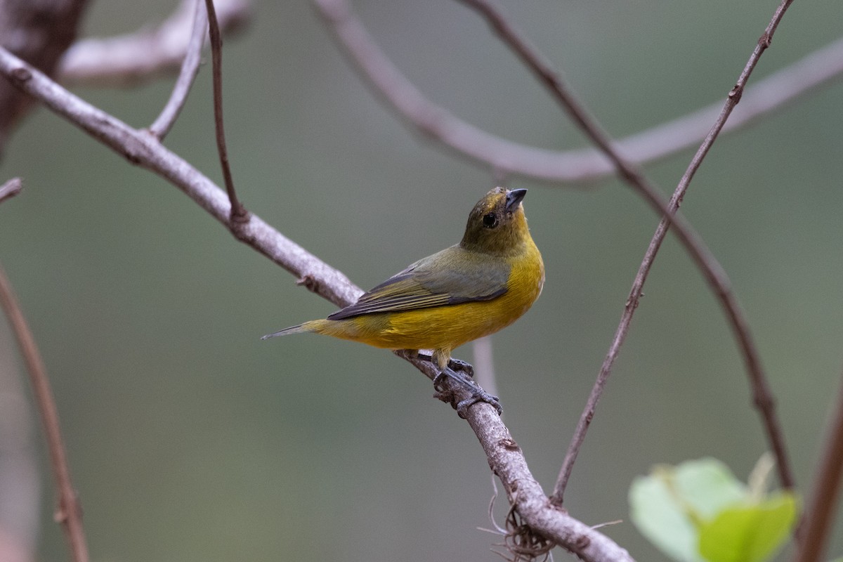 Eufonia sp. (Euphonia sp.) - ML620820603