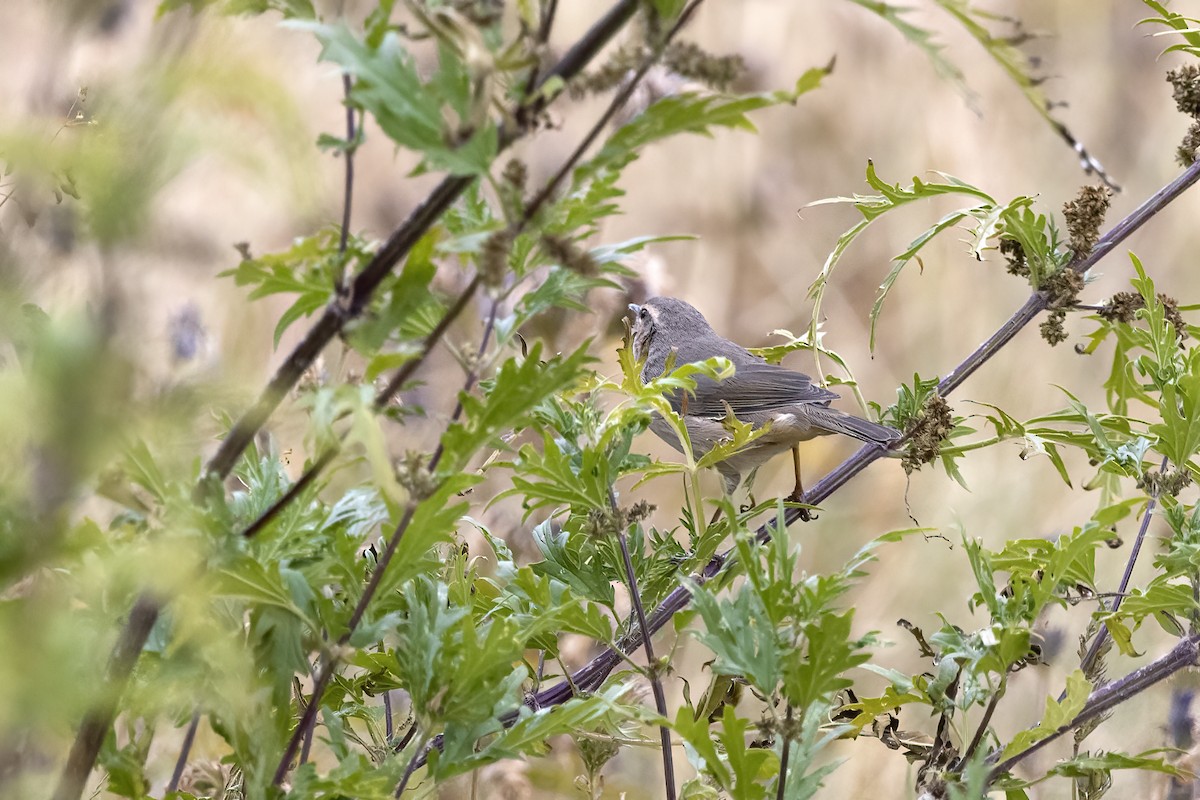 Dusky Warbler - ML620820604