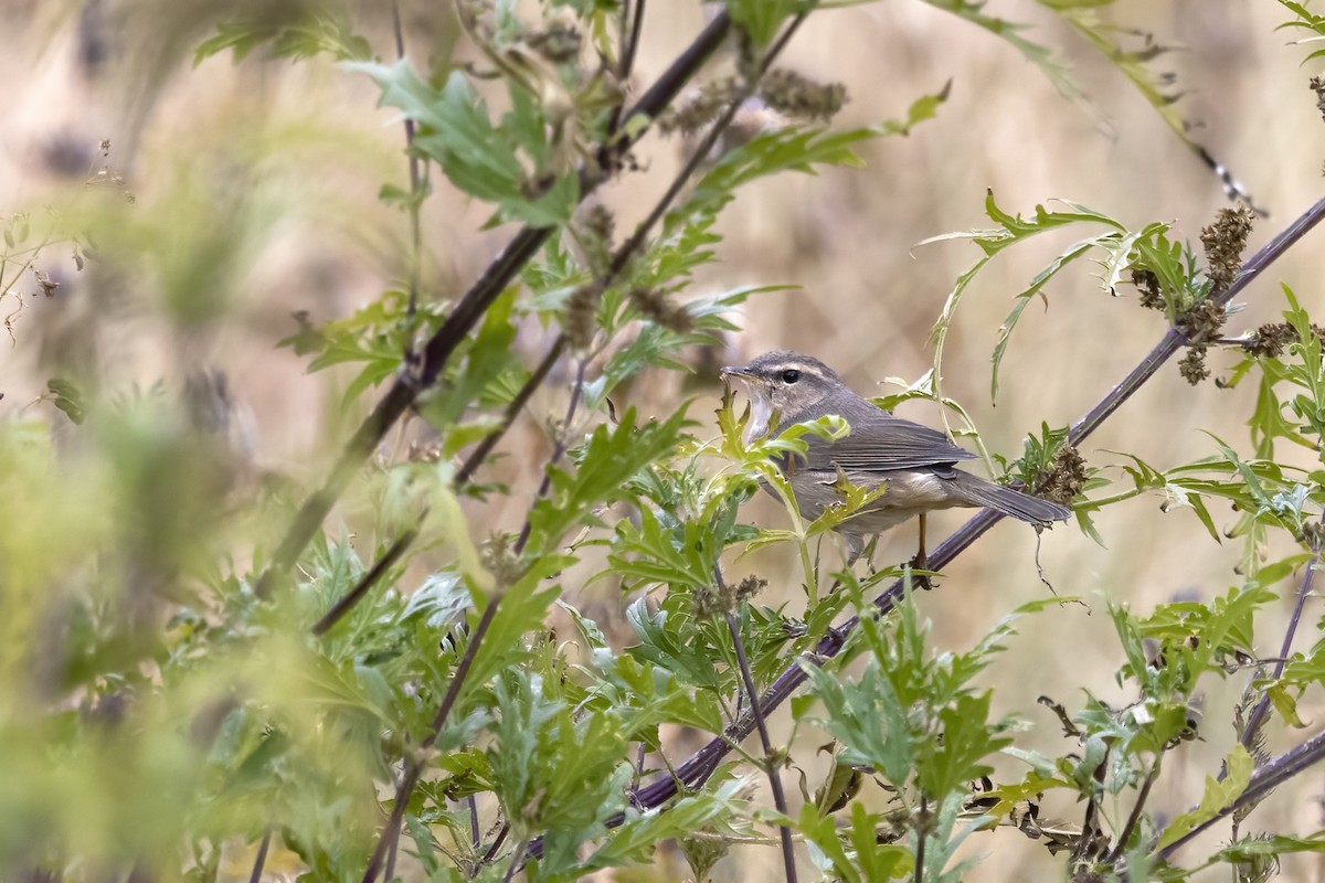 Dusky Warbler - ML620820605