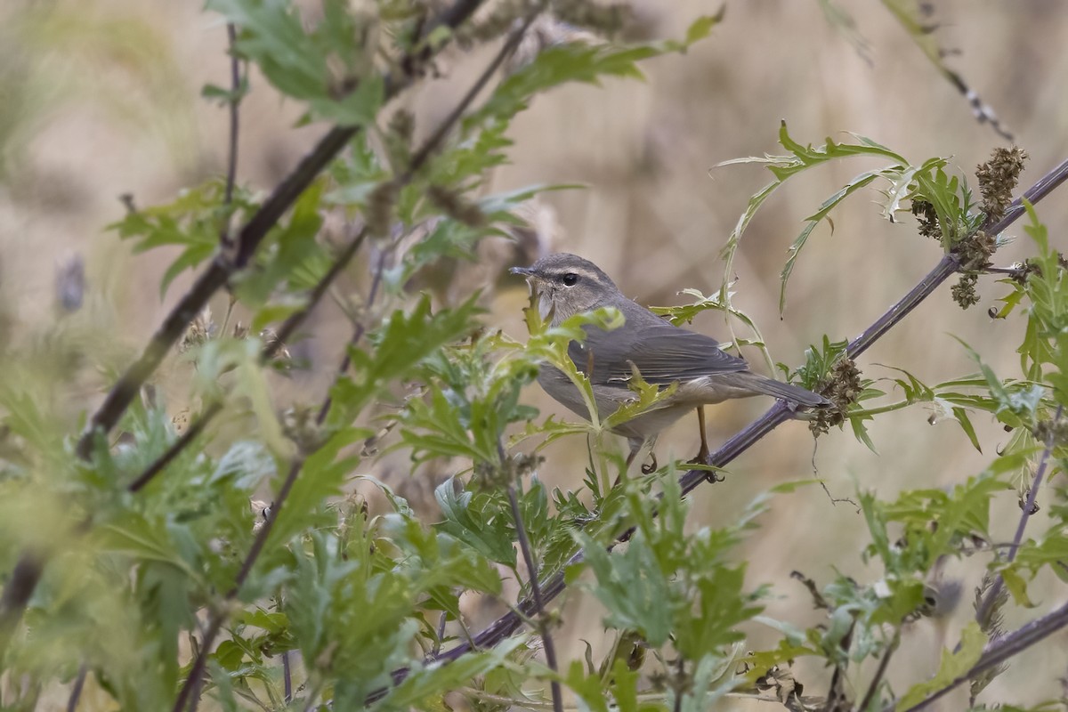 Mosquitero Sombrío - ML620820606