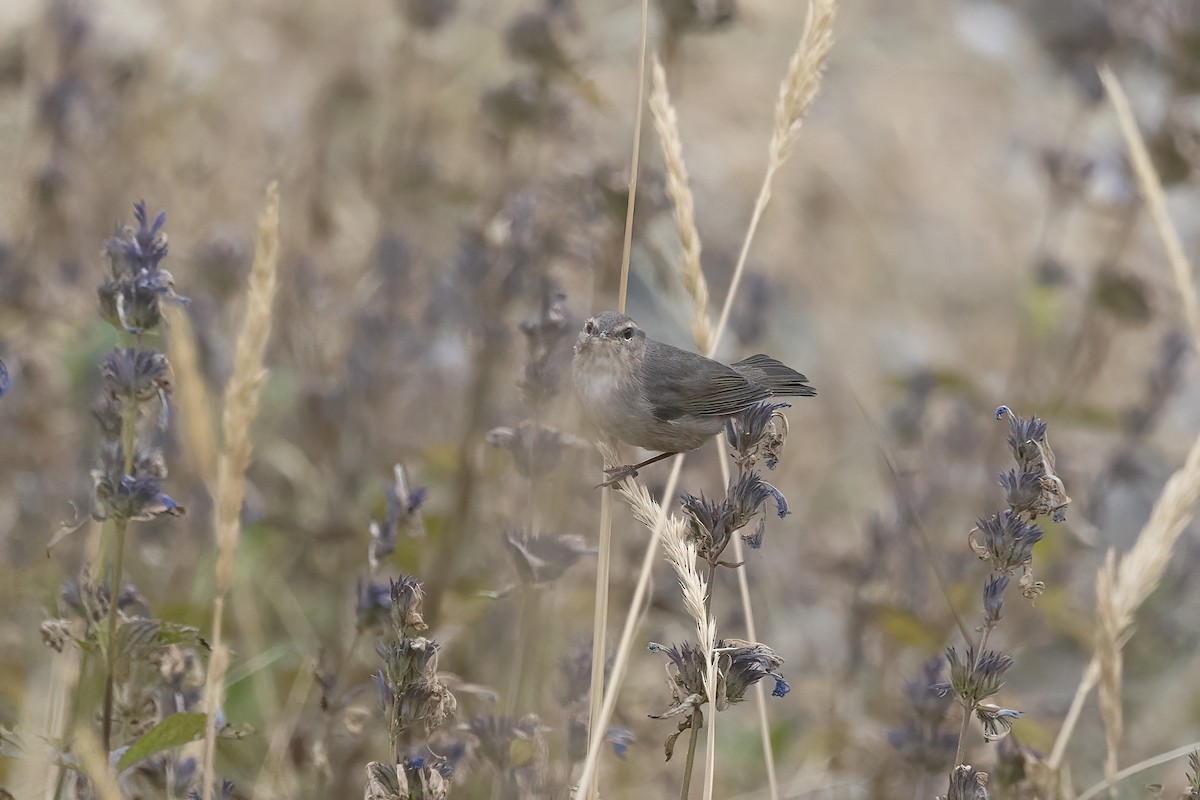 Dusky Warbler - ML620820607