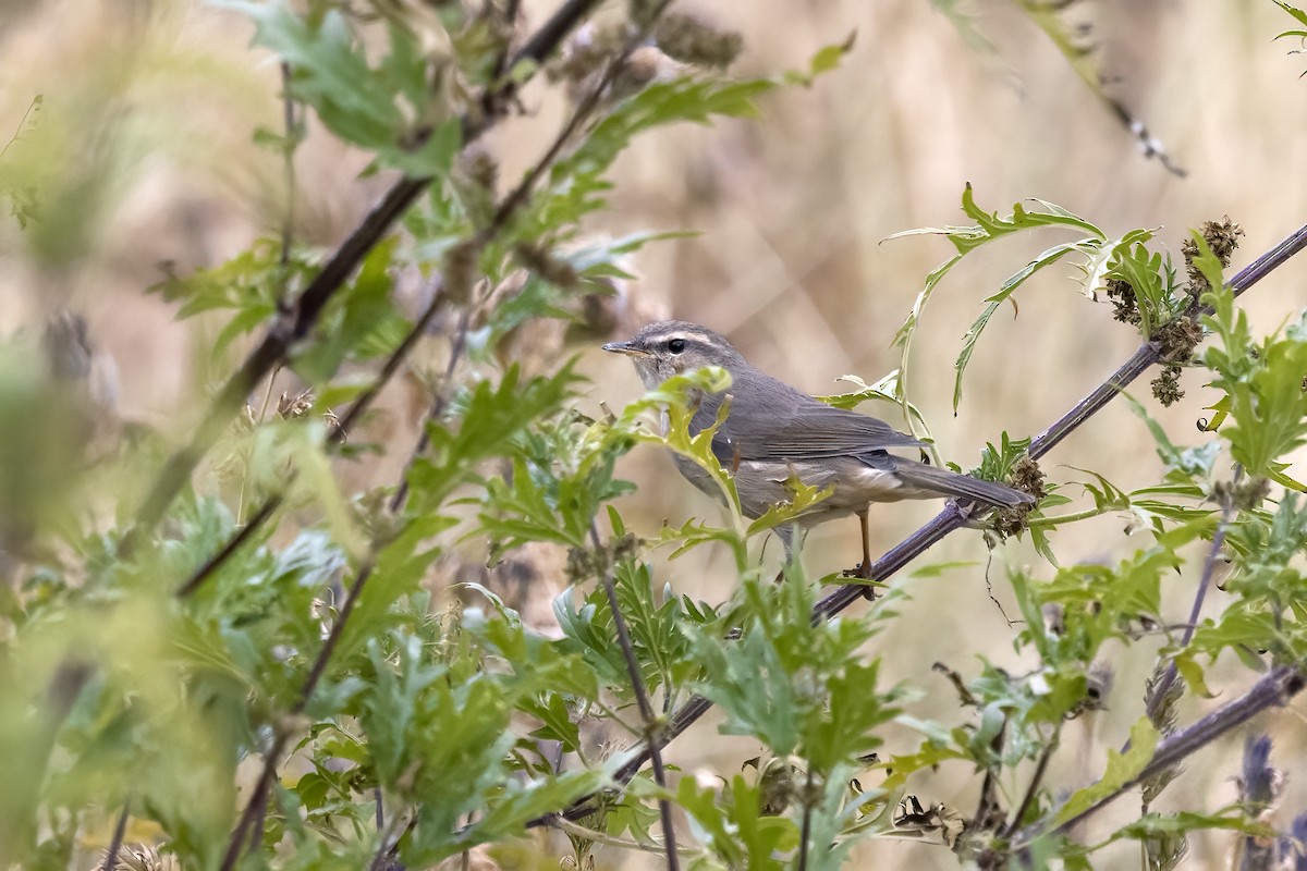 Dusky Warbler - ML620820608