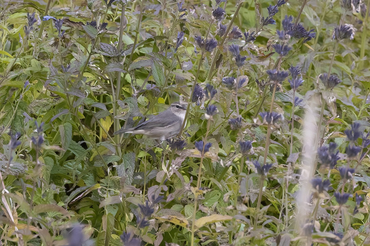 Mosquitero Sombrío - ML620820609