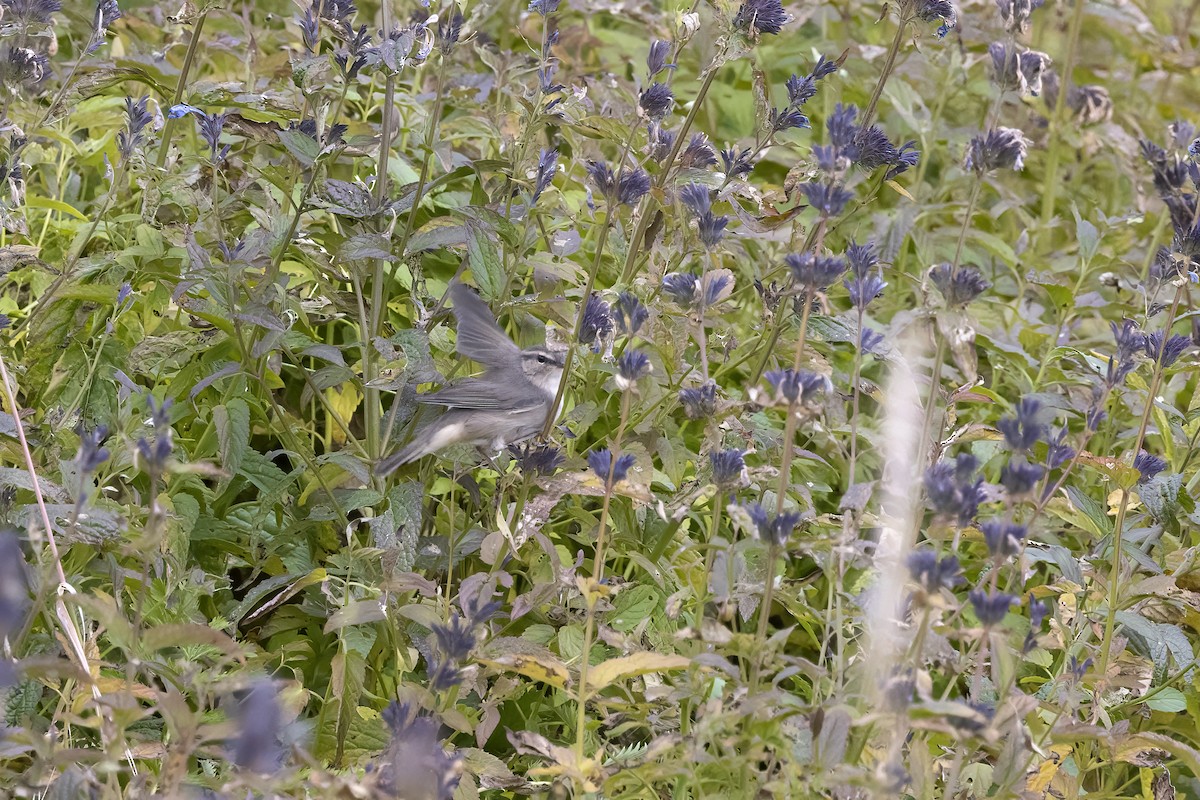 Dusky Warbler - ML620820611