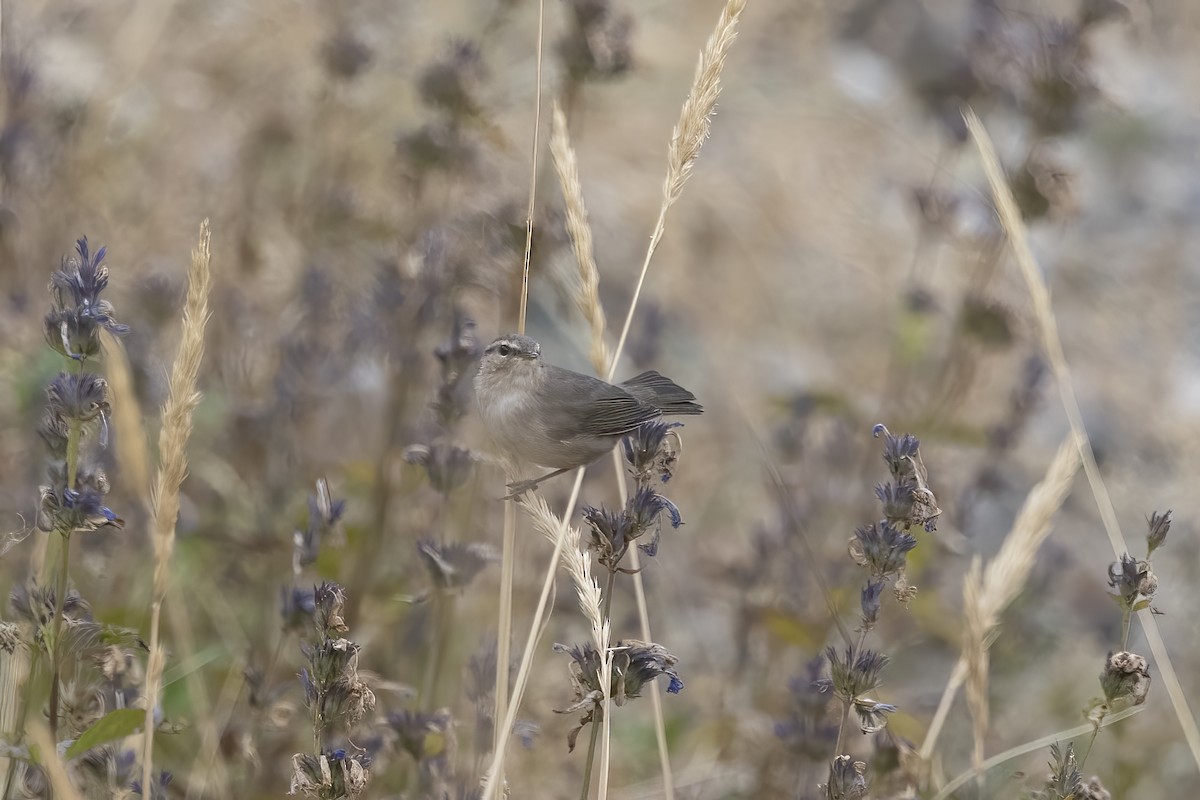 Dusky Warbler - ML620820612