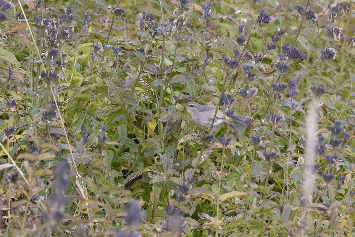 Mosquitero Sombrío - ML620820614