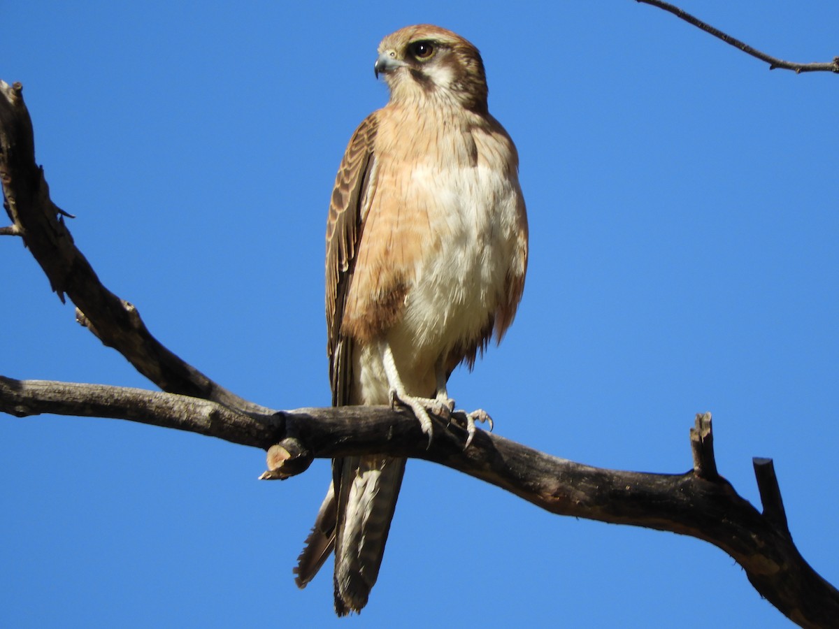 Brown Falcon - ML620820616