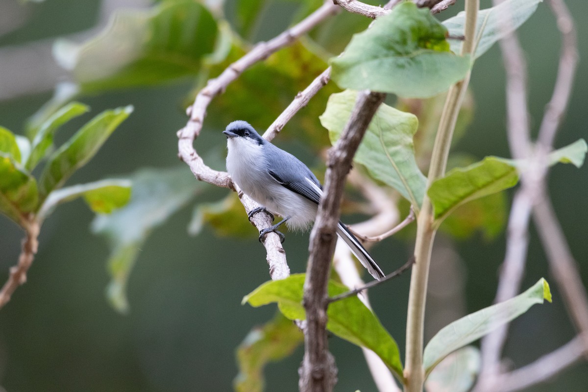 Masked Gnatcatcher - ML620820617