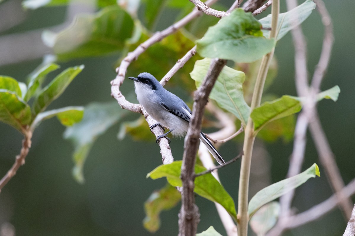 Masked Gnatcatcher - ML620820618